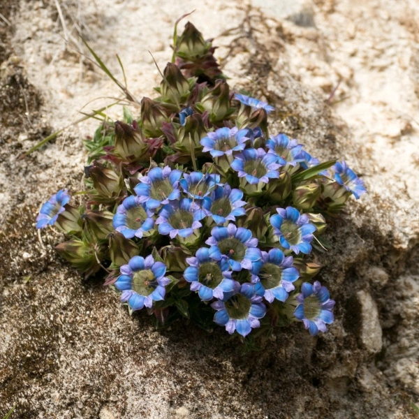 What is Foreign Nationals Management Information System (FNMIS)