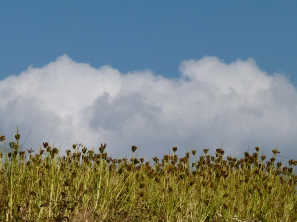 Field Of Millet In Makalu Trek