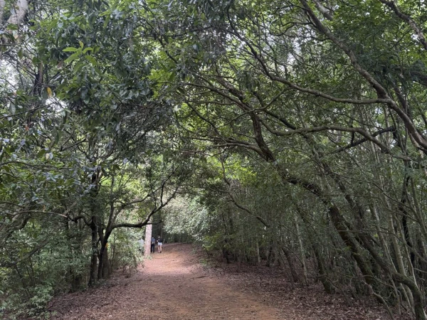 Forest Trail In Nagarjun National Park