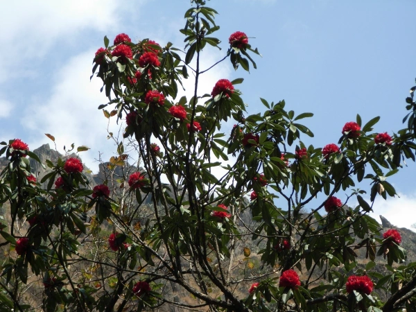 Rhododendron View Langtang