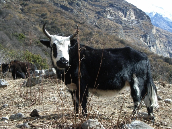 Yak In Lantang Thulo Syabru Trek